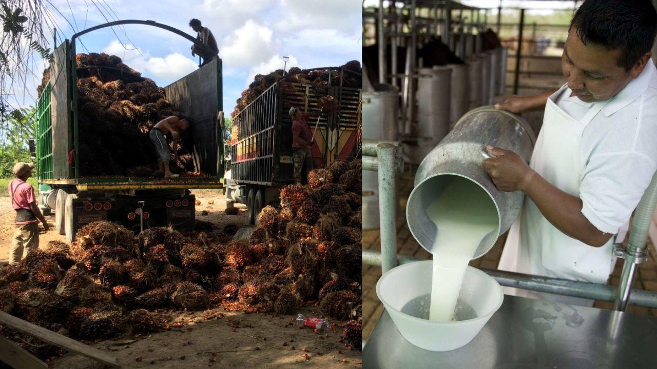 Imagen de Producción de aceite de palma y de leche, los rubros más golpeados por la invasión de tierras