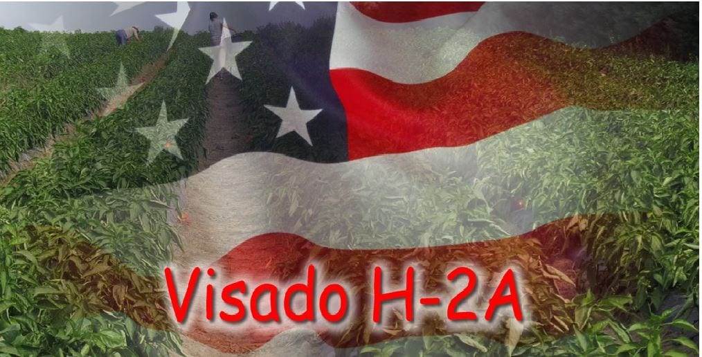 Imagen de Presentan proyecto de ley para trabajadores con visa H-2A