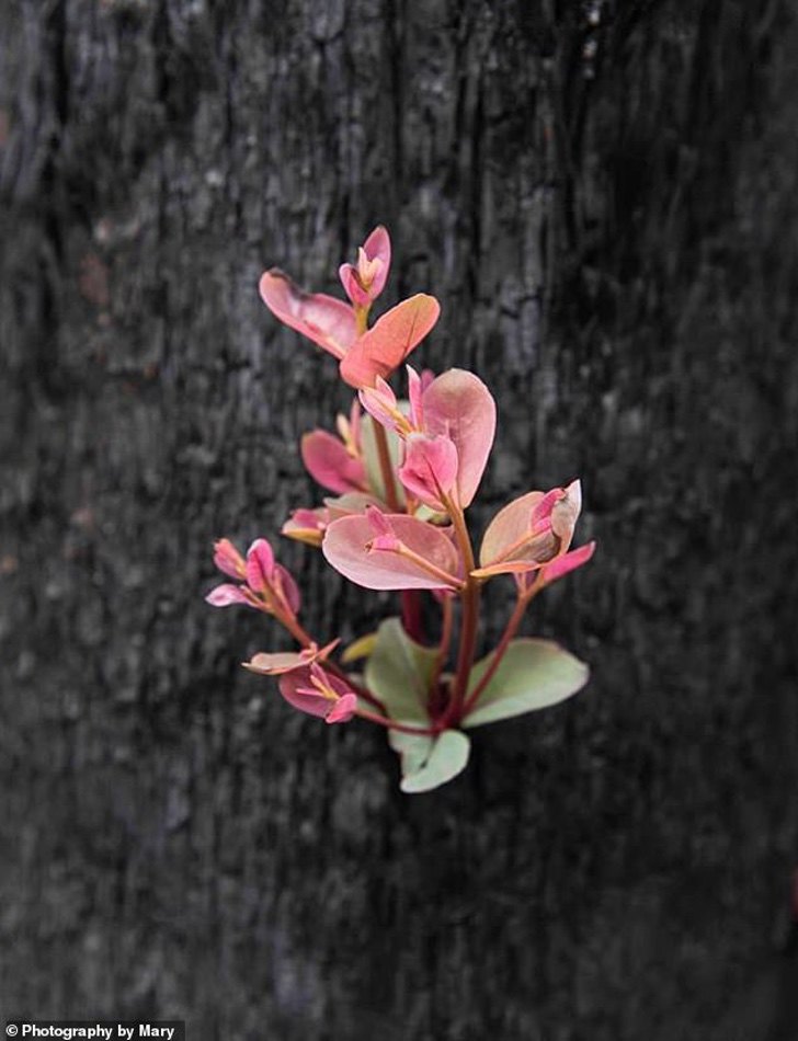 La fotógrafa Mary Voorwinde ha mostrado al mundo cómo ciertas plantas buscan surgir entre las cenizas. 
