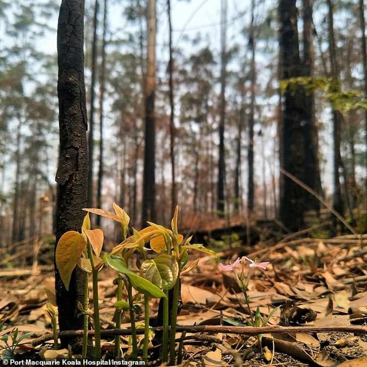 La fotógrafa Mary Voorwinde ha mostrado al mundo cómo ciertas plantas buscan surgir entre las cenizas. 