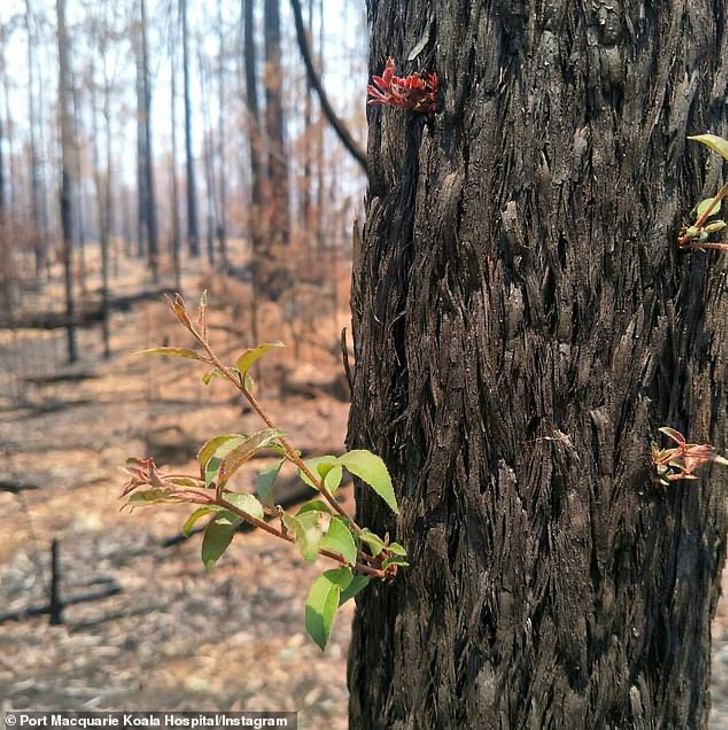 La fotógrafa Mary Voorwinde ha mostrado al mundo cómo ciertas plantas buscan surgir entre las cenizas. 