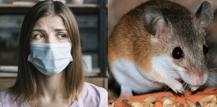 Imagen de ¿Qué es el hantavirus? El otro virus que amenaza a China y el mundo