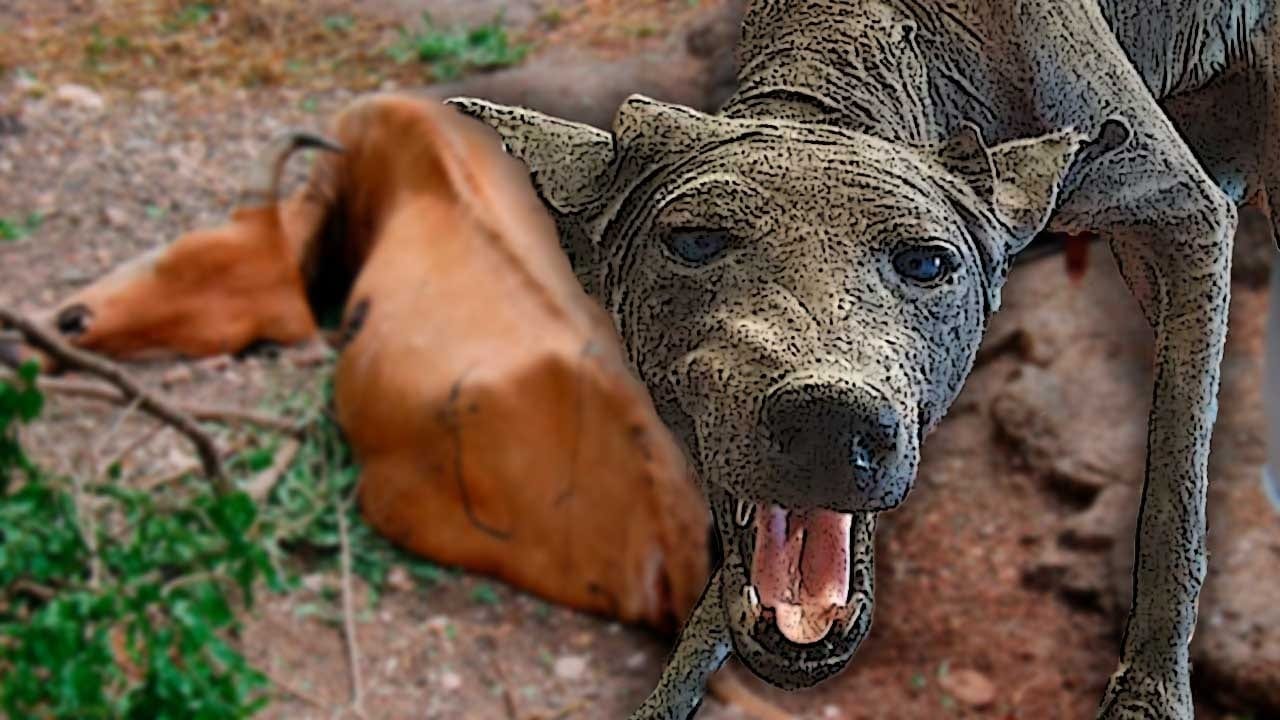 El chupacabras no es el culpable de la muerte de ganado en Patuca, Senasa revela la verdadera causa Imagen de El chupacabras no es el culpable de la muerte de ganado en Patuca, Senasa revela la verdadera causa