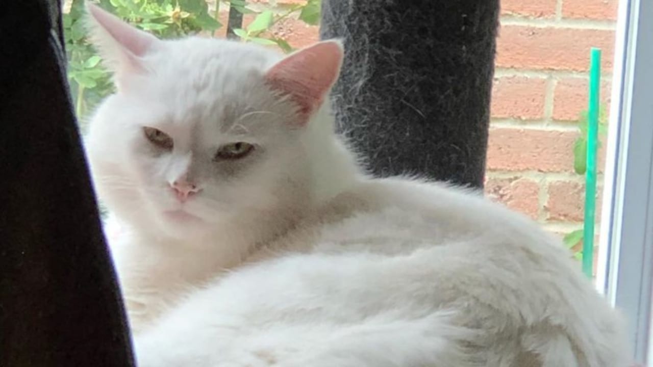 Imagen de El gato blanco del meme mueve su cabeza al ritmo de la música y vuelve a conquistar las redes, ¡mira los vídeos!