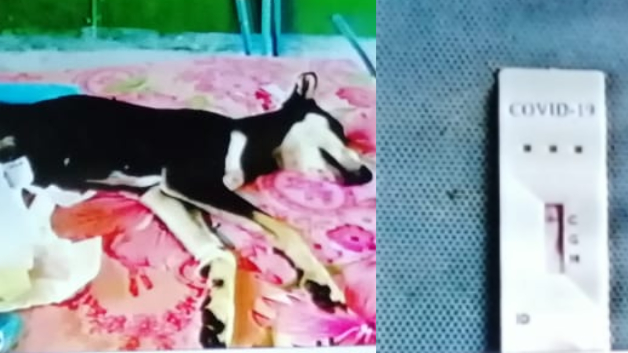 Confirman el primer caso de un perro con covid en Honduras Imagen de Confirman el primer caso de un perro con covid en Honduras