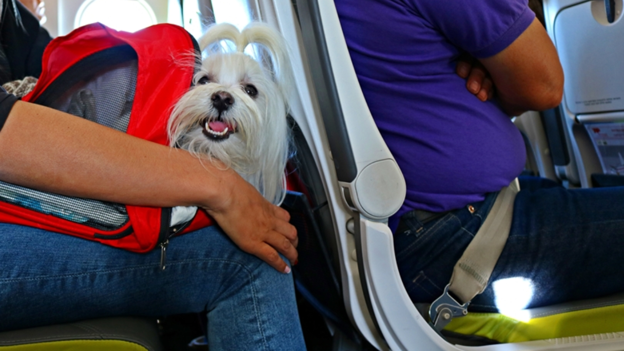 Por esta razón los hondureños no podrán viajar con sus perros a Estados Unidos durante un año Imagen de Por esta razón los hondureños no podrán viajar con sus perros a Estados Unidos durante un año