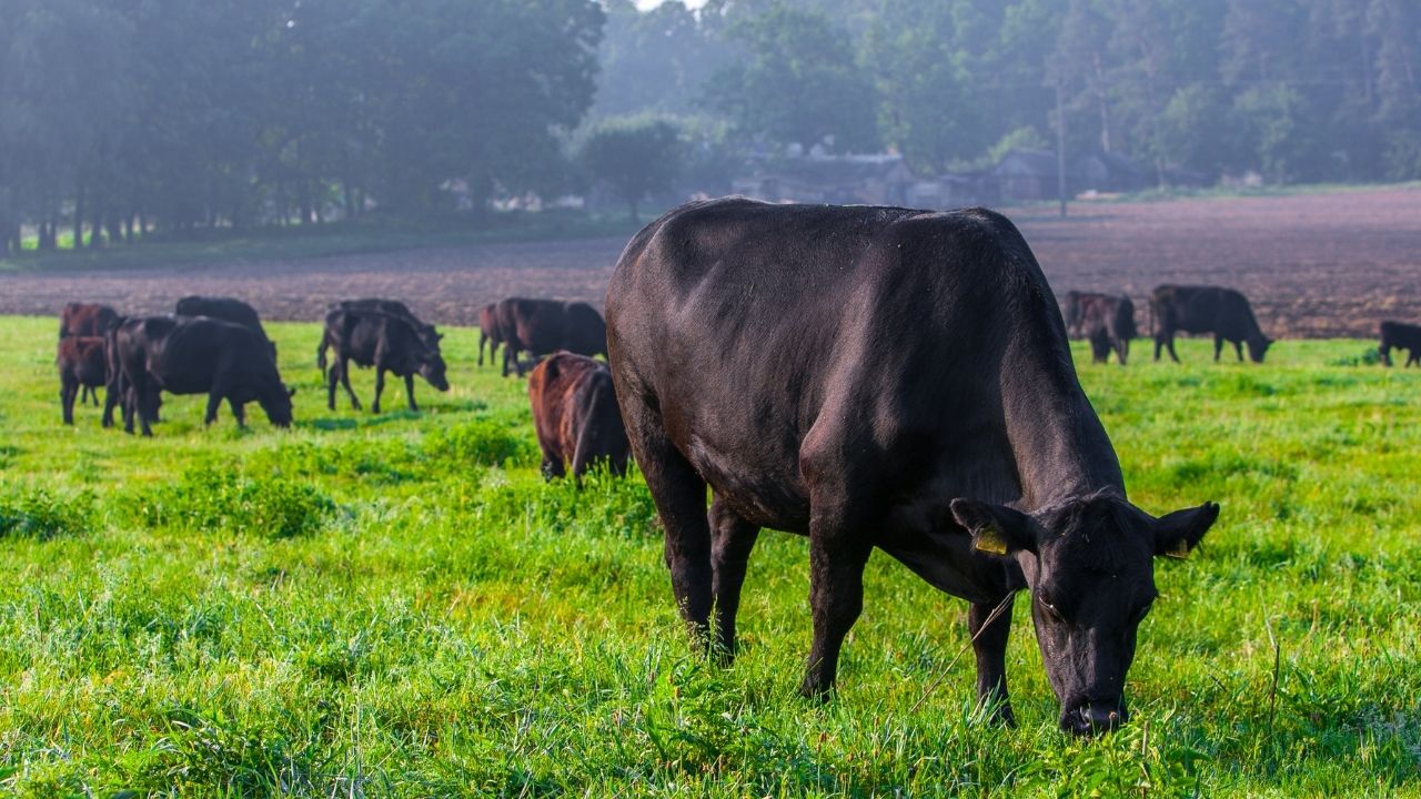 Honduras crea Plataforma Nacional de Ganadería Sostenible Imagen de Honduras crea Plataforma Nacional de Ganadería Sostenible