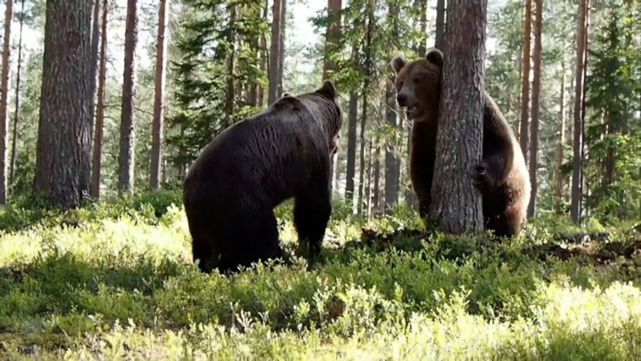 ¡Impactante! Captan en video una feroz pelea entre dos osos en Finlandia Imagen de ¡Impactante! Captan en video una feroz pelea entre dos osos en Finlandia