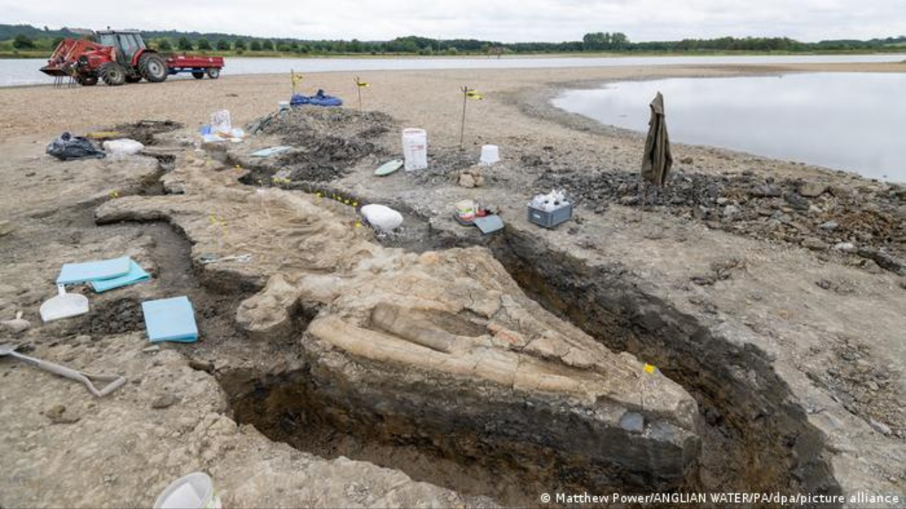 Imagen de Vídeo: Encuentran fósil de un Ictiosaurio de más de 180 millones de años