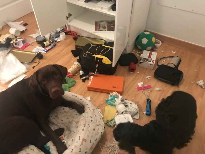 Mujer cumple cuarentena en otra casa y su perro destroza su hogar Imagen de Mujer cumple cuarentena en otra casa y su perro destroza su hogar