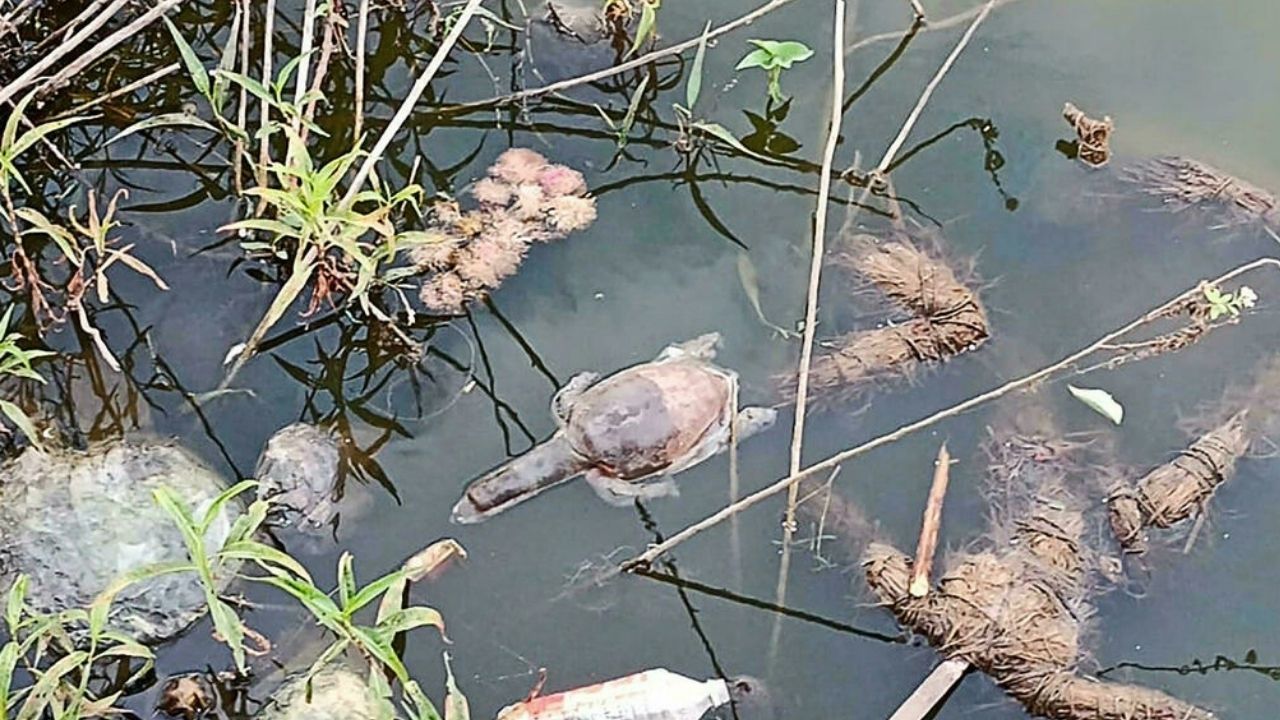 Imagen de Decenas de tortugas aparecen muertas en India; este sería el motivo