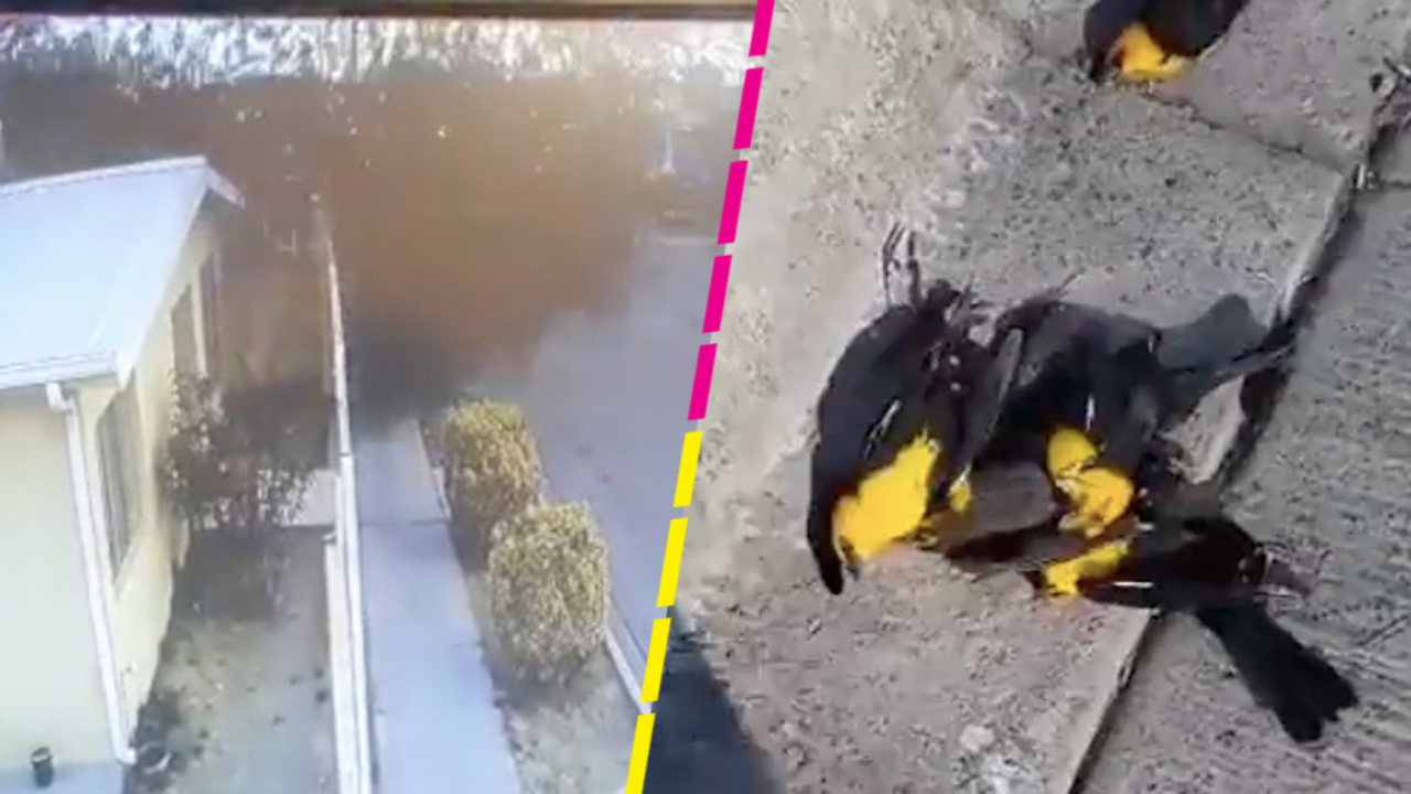 Imagen de Video: Un centenar de aves caen muertas sobre una calle de México