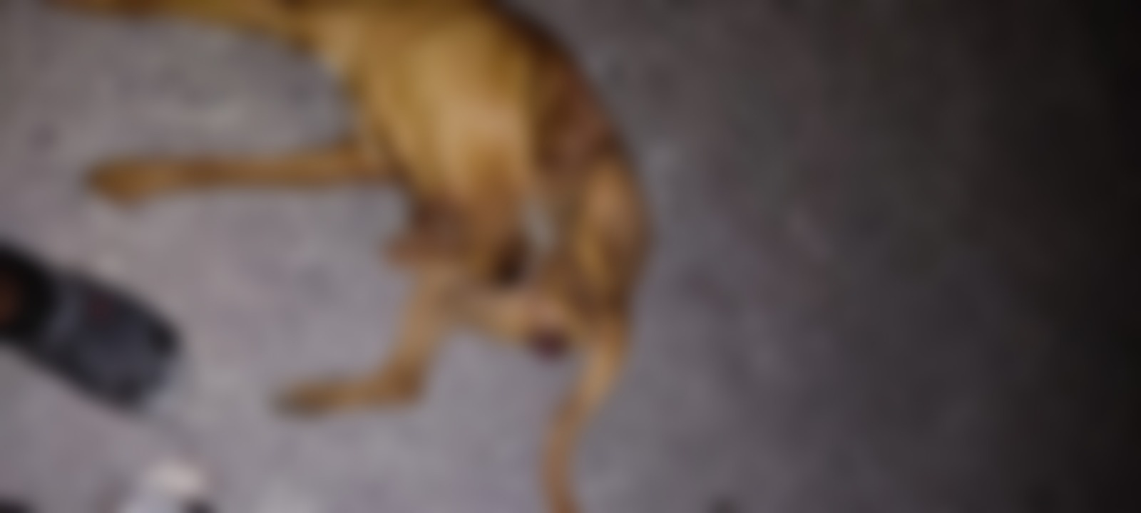 Abuso sexual mascotas
