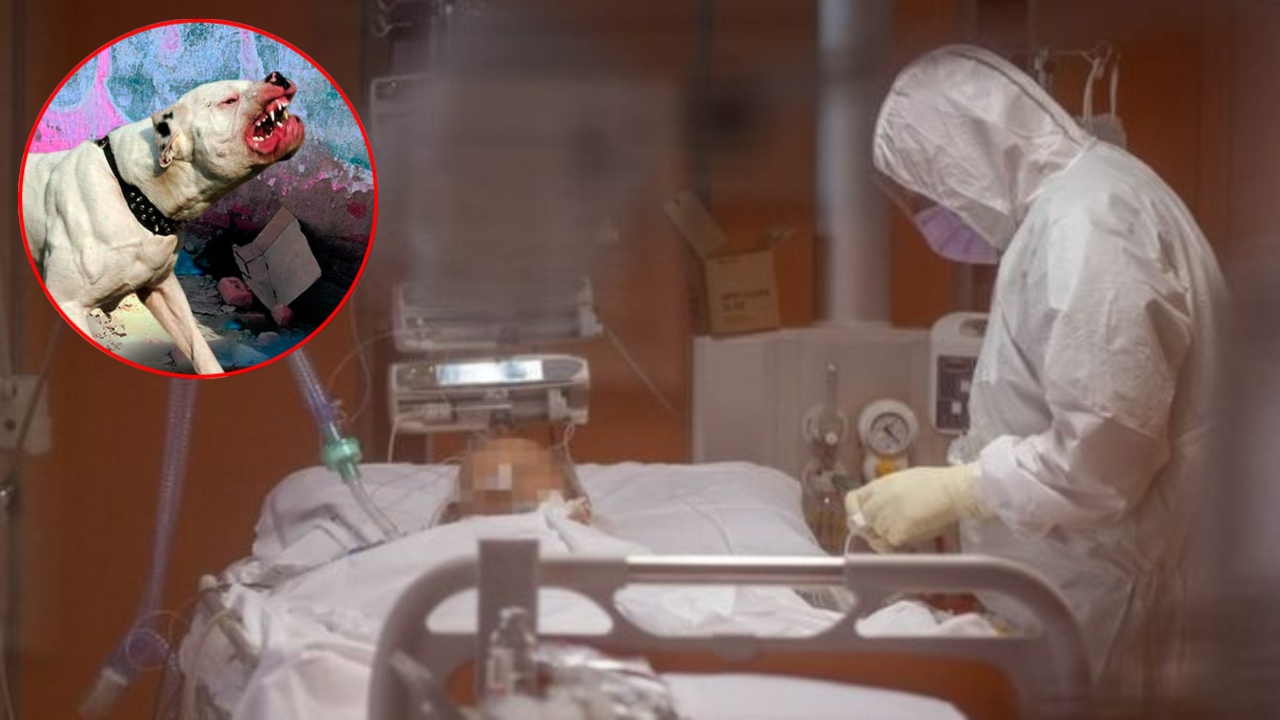 Imagen de 13 menores de edad mordidos por perros han sido atendidos en lo que va del año en el Hospital Escuela