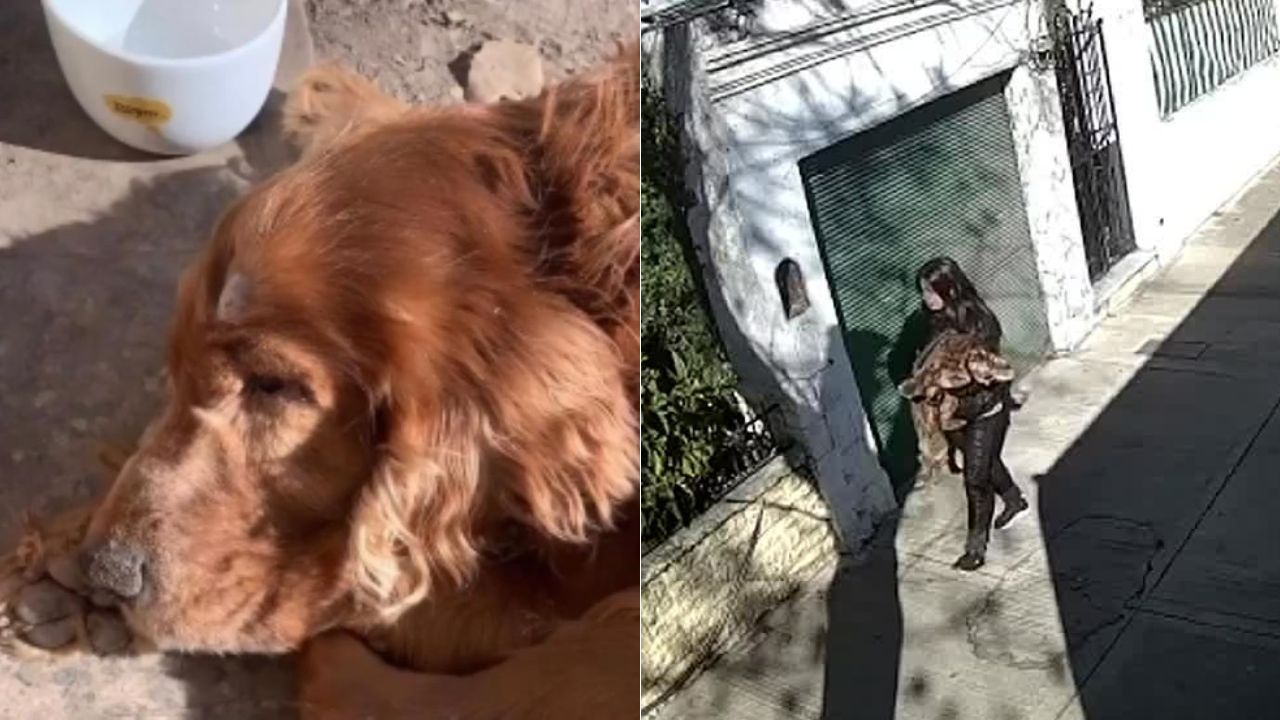 Adriano, el perro ciego que fue abandonado por su dueña con una carta: 'soy muy bueno, no muerdo' Imagen de Adriano, el perro ciego que fue abandonado por su dueña con una carta: 'soy muy bueno, no muerdo'