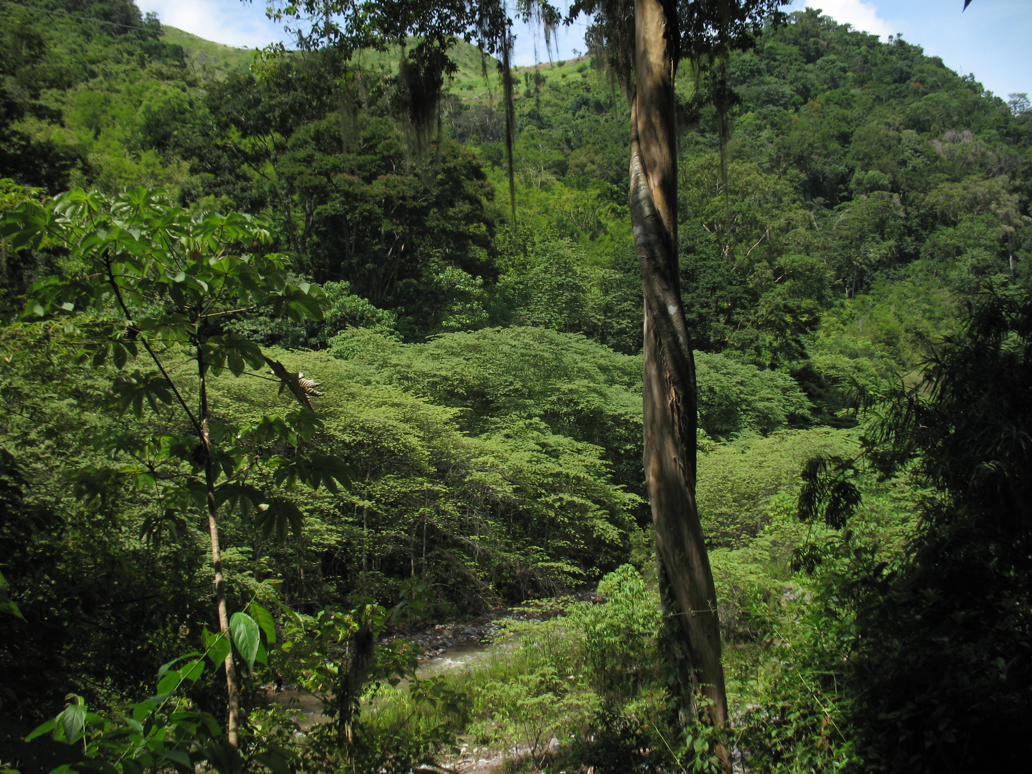 La temperatura del parque se mantiene estable con un promedio de 24 grados centígrados. Foto: Honduras.com