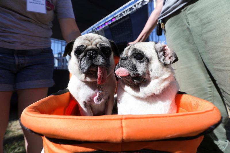 Perros feos