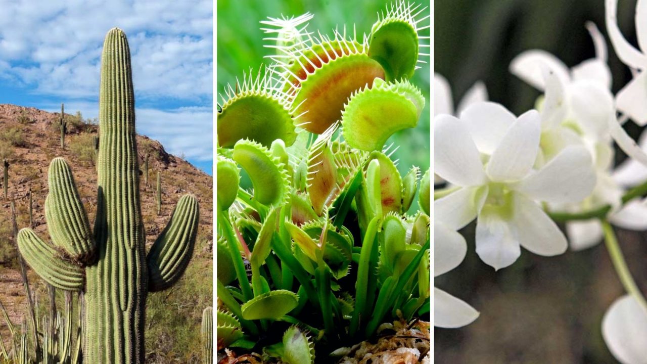 Plantas en peligro de extinción, ¿Cuántas y cuáles son en América Latina? Imagen de Plantas en peligro de extinción, ¿Cuántas y cuáles son en América Latina?
