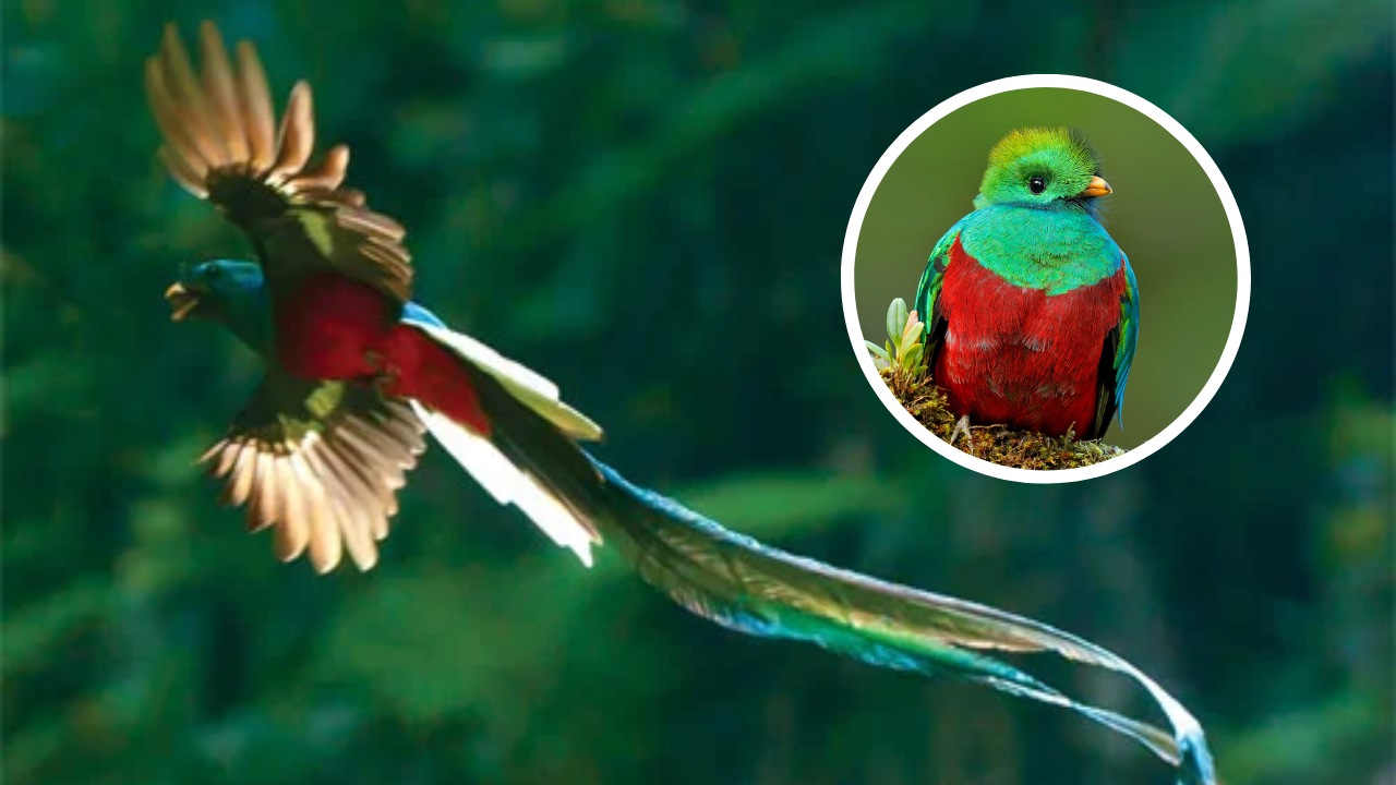 Imagen de Ave Nacional de Guatemala, origen y características del Quetzal una de las especies más bellas