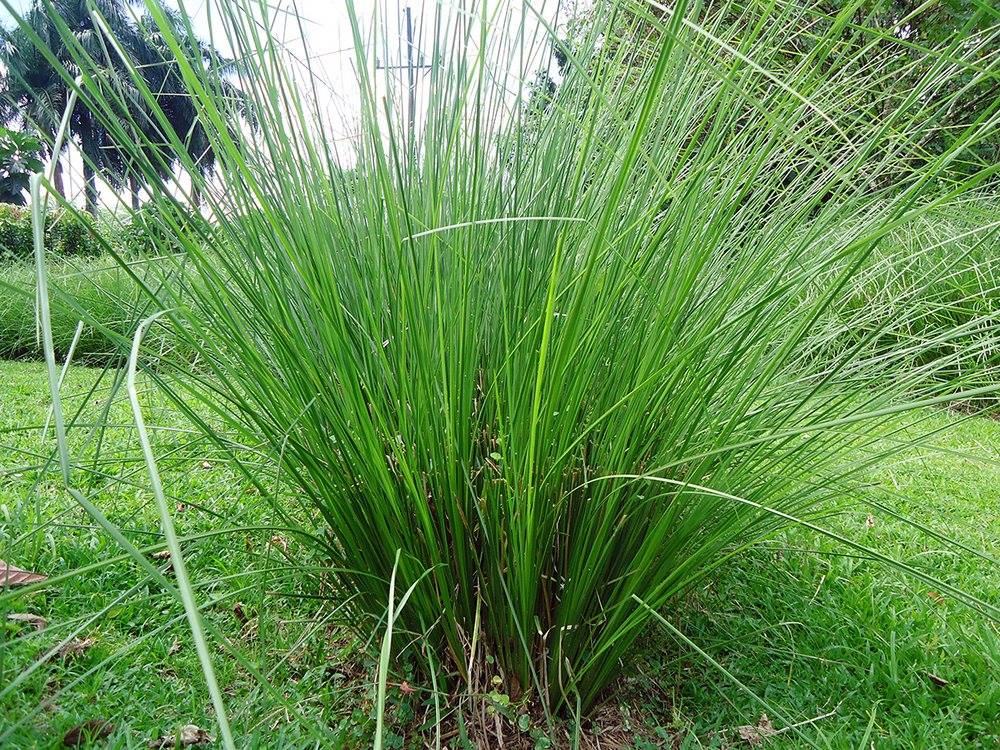 Planta de zacate limón. Foto: El norte hoy Costa Rica