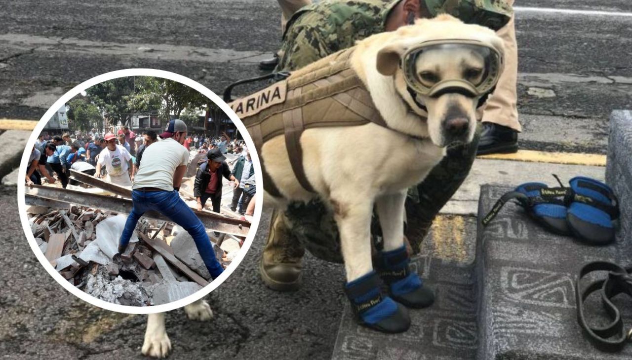 Perrita Frida muere, ¿Quién era la perrita rescatista que falleció este 15 de noviembre en México? Imagen de Perrita Frida muere, ¿Quién era la perrita rescatista que falleció este 15 de noviembre en México?
