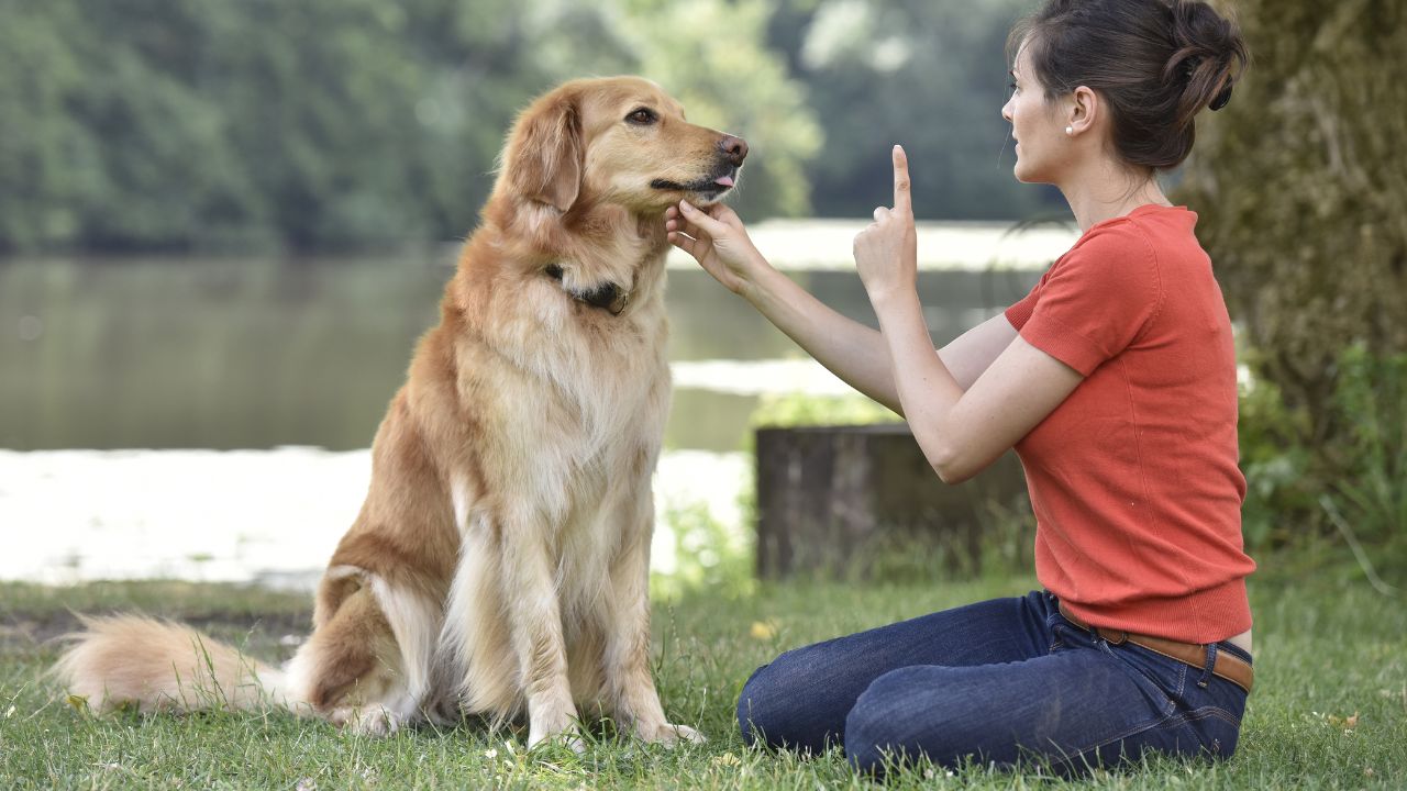 Imagen de ¿Cómo adiestrar a un perro sin violencia? Sigue estas recomendaciones