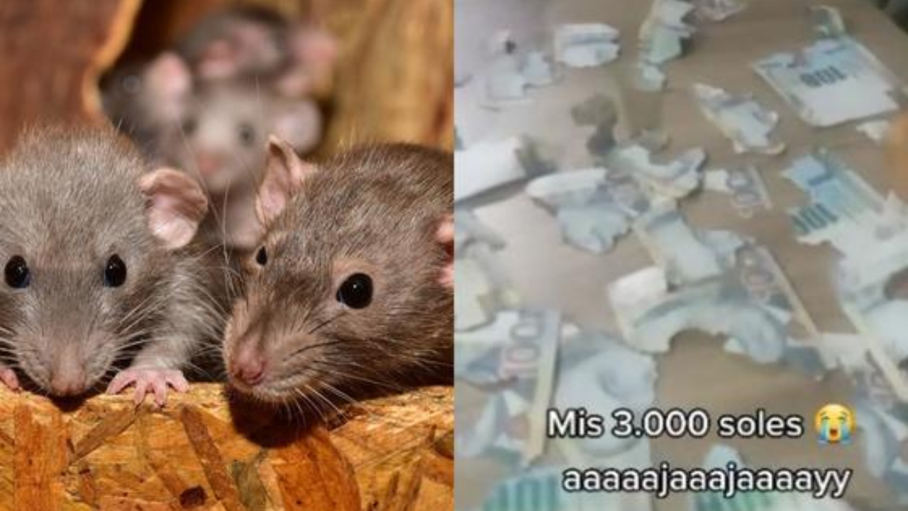 Imagen de 'Debe estar en la cárcel': Ratón se 'comió' los ahorros escondidos en la casa de una mujer