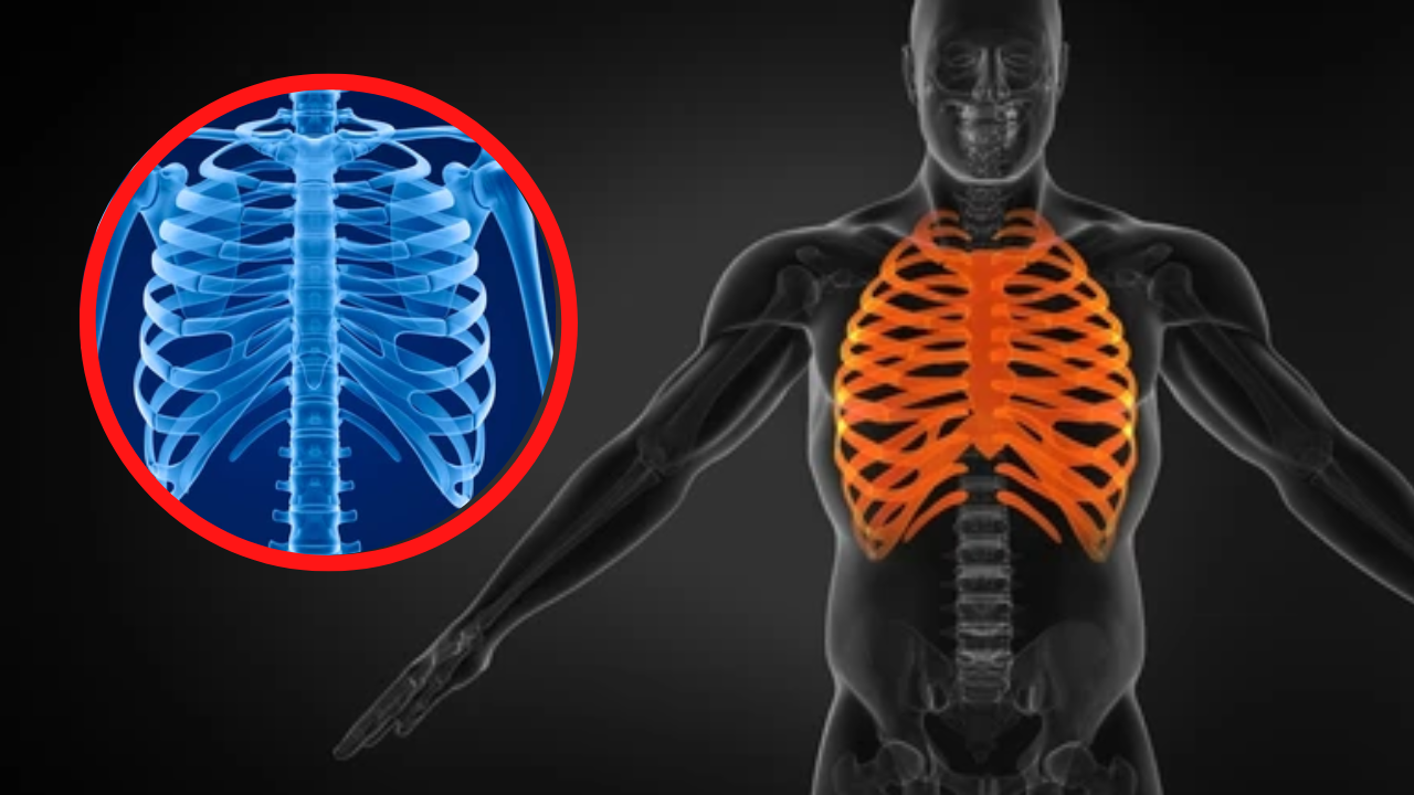 Imagen de ¿Cuántas costillas tiene el cuerpo humano?, el hombre y la mujer poseen estas