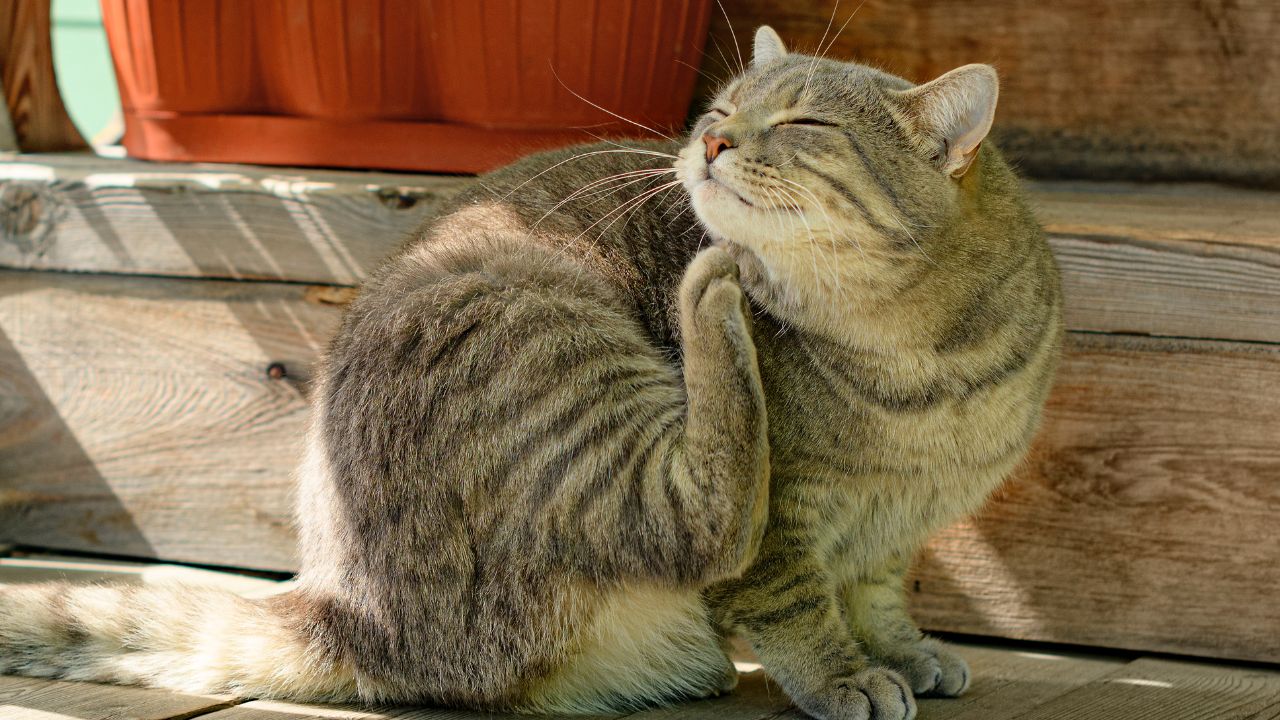 Cinco recomendaciones para tratar las garrapatas en los gatos Imagen de Cinco recomendaciones para tratar las garrapatas en los gatos