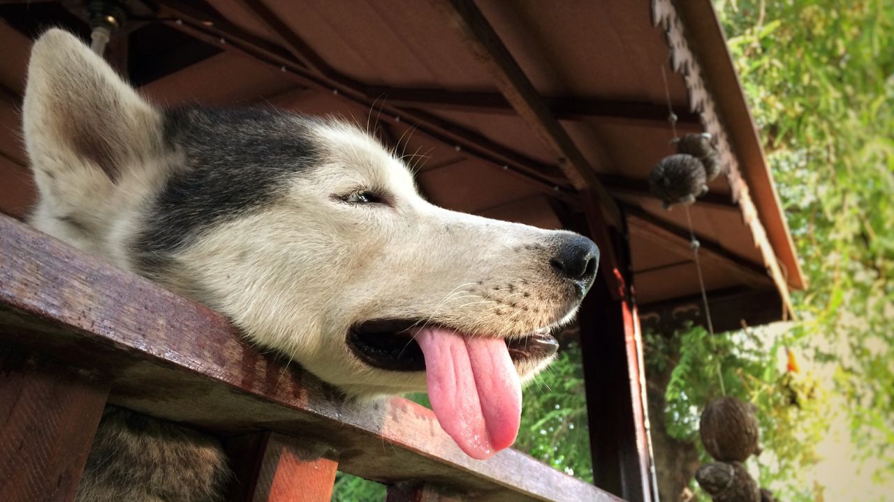 Imagen de ¡Atención! Estos síntomas te alertan de un golpe de calor en tu perro