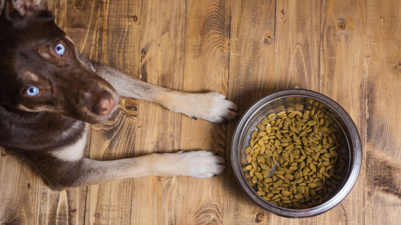 ¿Sabes con qué frecuencia debes limpiar el plato de tu mascota? Imagen de ¿Sabes con qué frecuencia debes limpiar el plato de tu mascota?