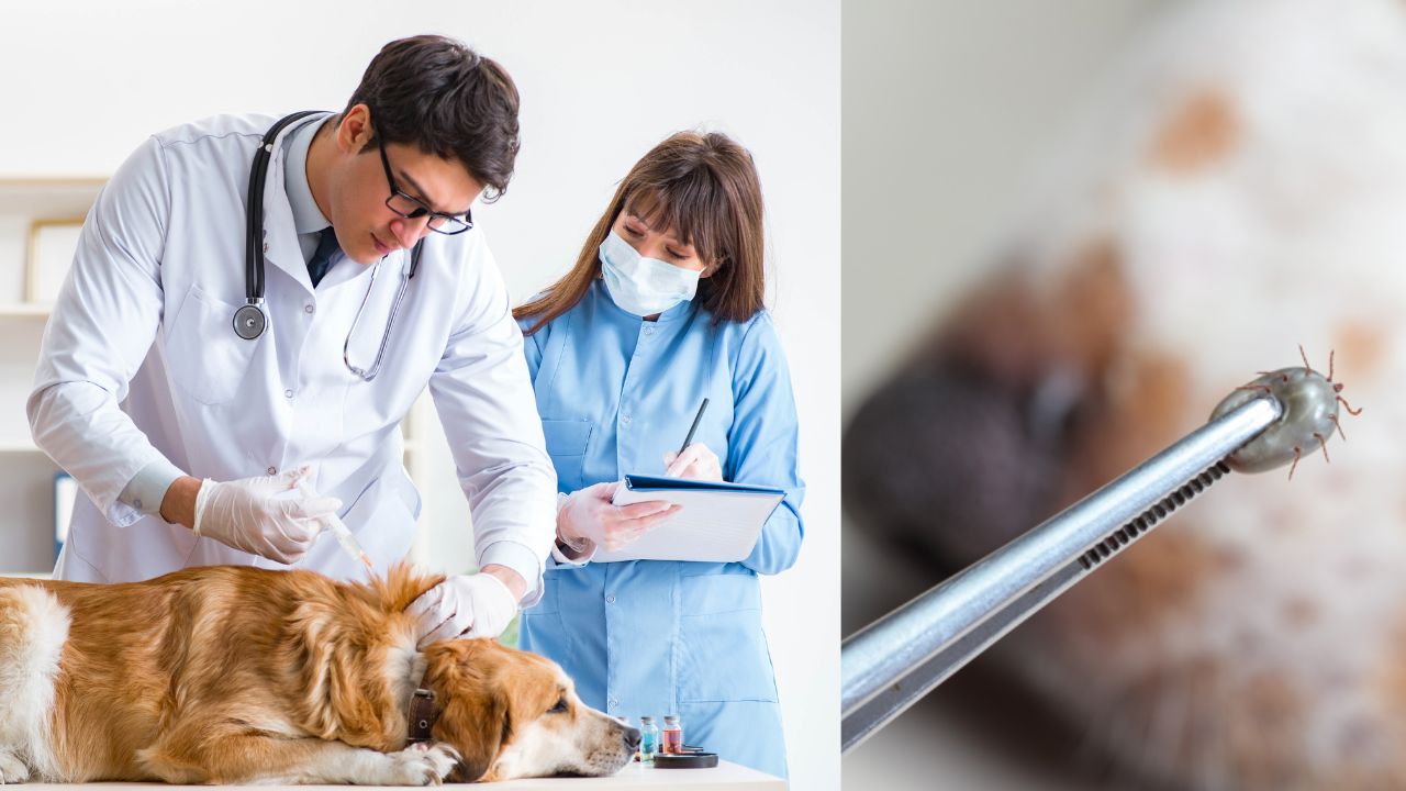 Estas señales indican que tu perro necesita desparasitarse Imagen de Estas señales indican que tu perro necesita desparasitarse
