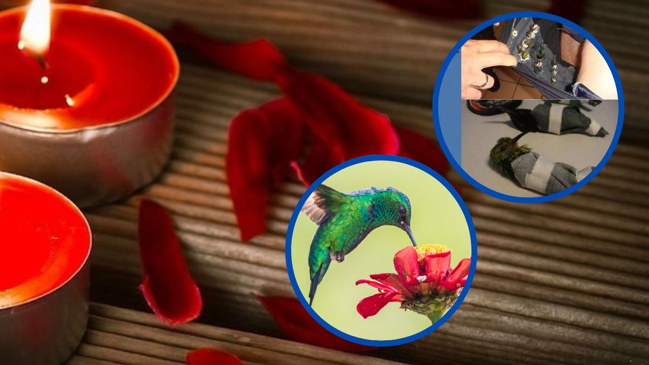 Imagen de Utilizan a los colibríes para 'amarres de amor', 'les ponen miel y agujas'