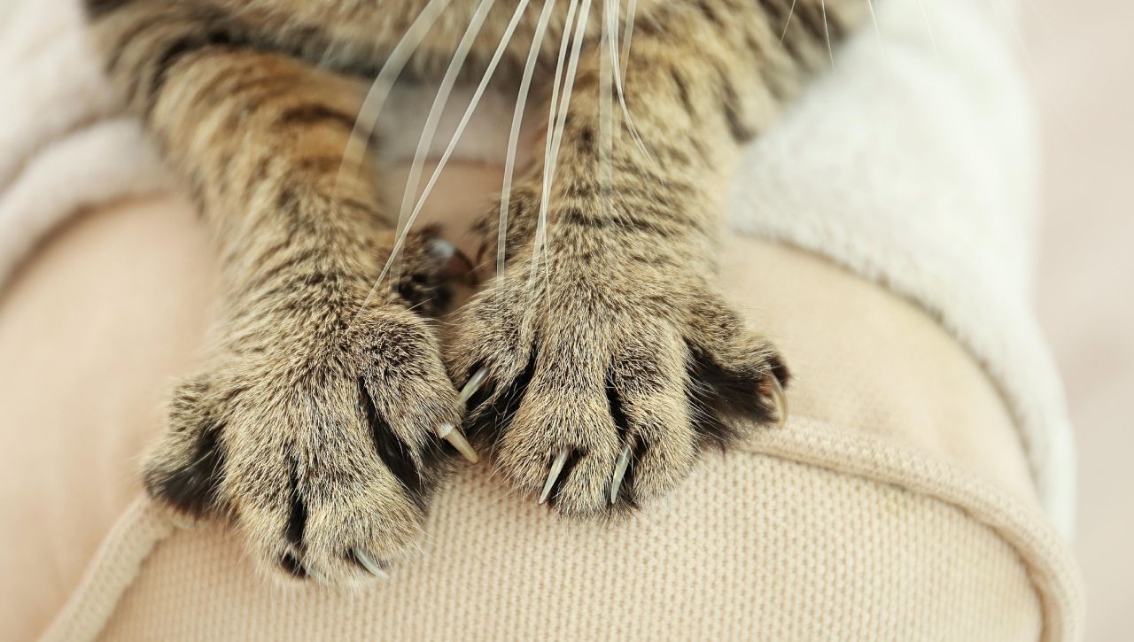 Imagen de Enfermedad por arañazo de gato, ¿qué puede pasar si no se sana la herida?