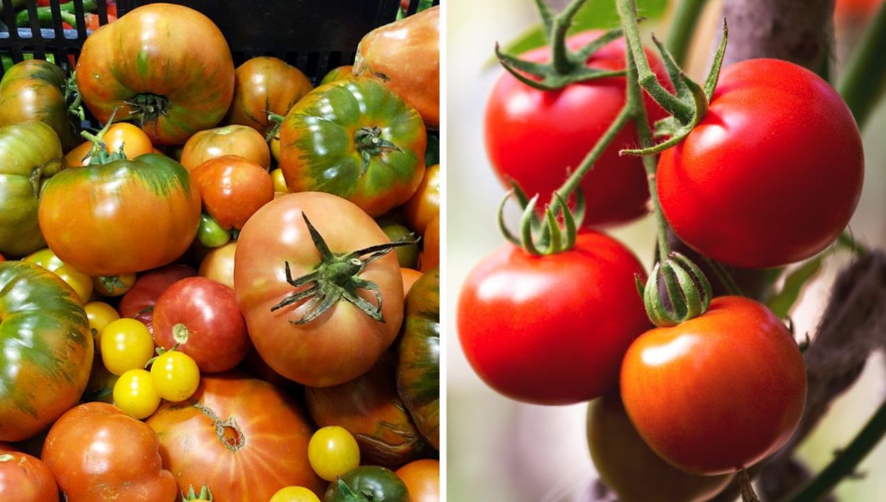 Plagas y enfermedades del tomate, aprende a cuidar esta planta Imagen de Plagas y enfermedades del tomate, aprende a cuidar esta planta