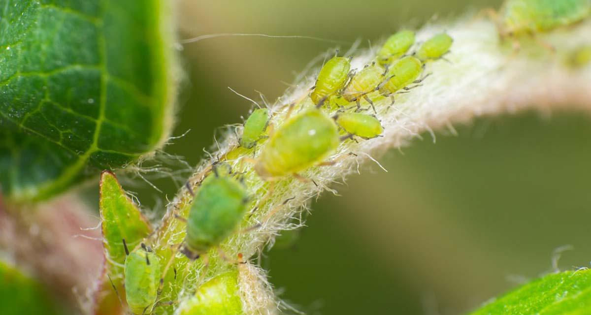 Un remedio casero para el pulgón en los tomates es rociarlo con una mezcla de vinagre y agua. Foto: Plantas-facilísimo