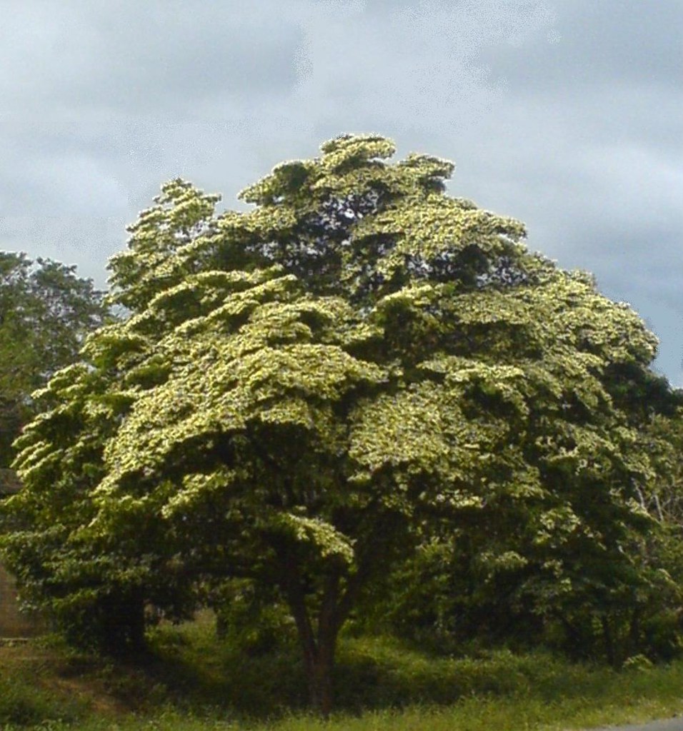 El Madroño es el árbol nacional de Nicaragua. Foto: Flickr