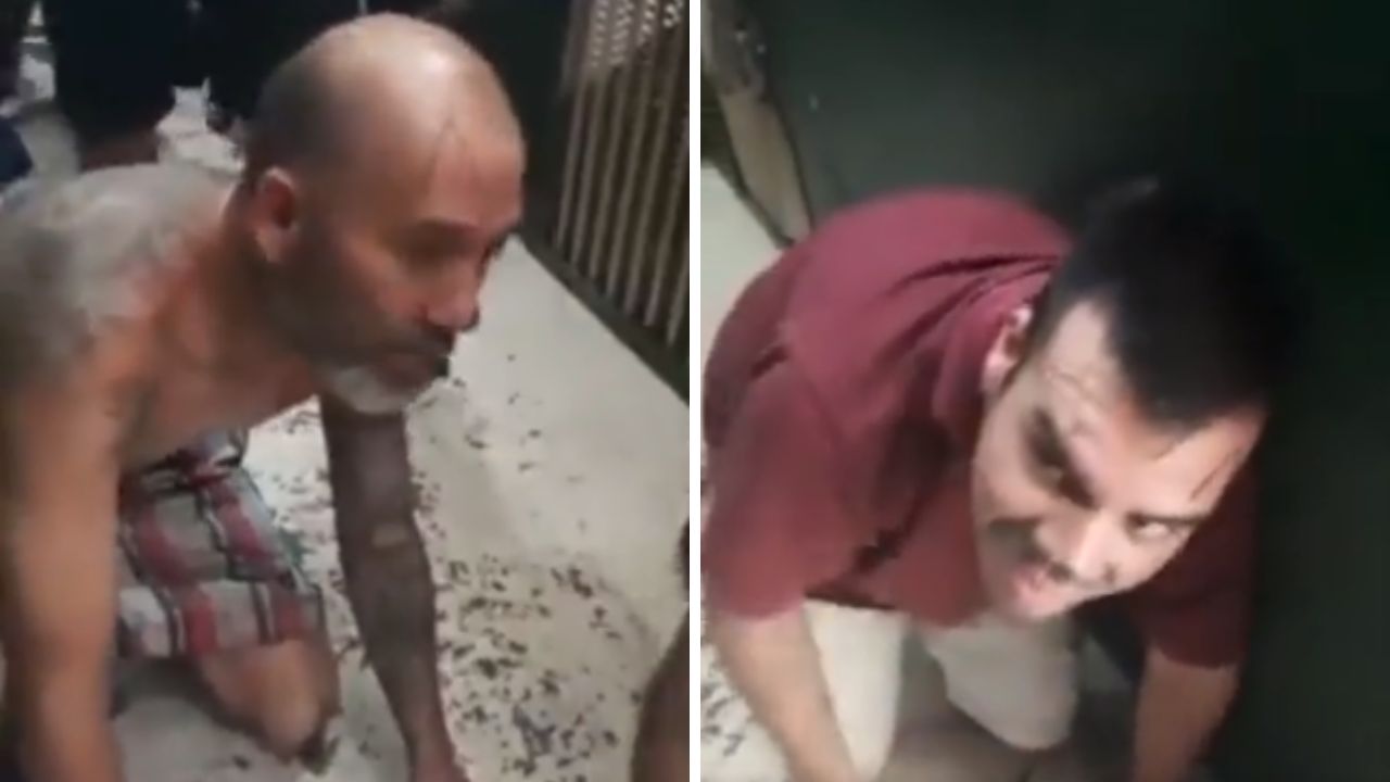 Vídeo: reos son obligados a actuar como gatos y a pelearse entre ellos Imagen de Vídeo: reos son obligados a actuar como gatos y a pelearse entre ellos