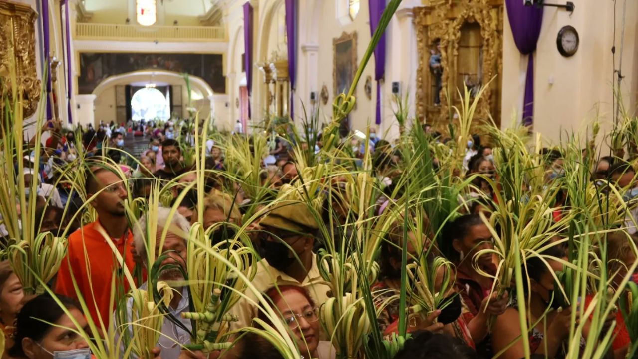 Imagen de ¿Qué planta se usa para el Domingo de Ramos?, hojas de palmas y otras alternativas que se pueden usar