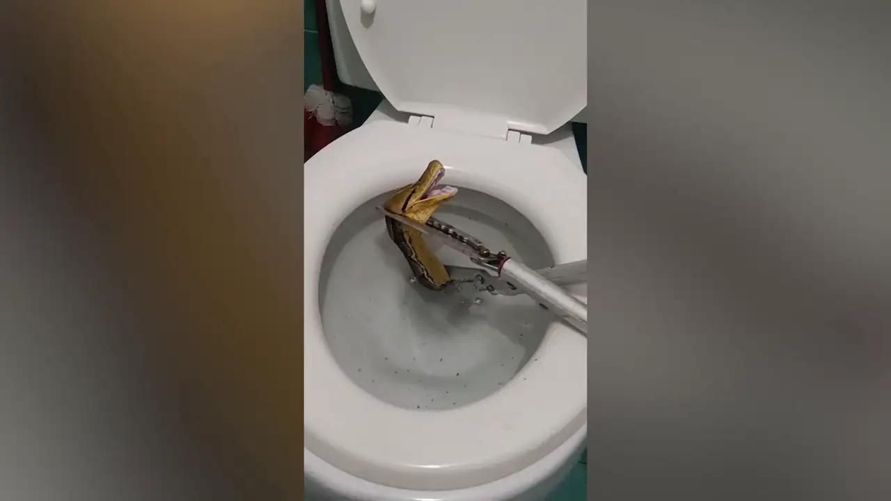 Imagen de Video: encuentra enorme serpiente cuando estaba en el inodoro
