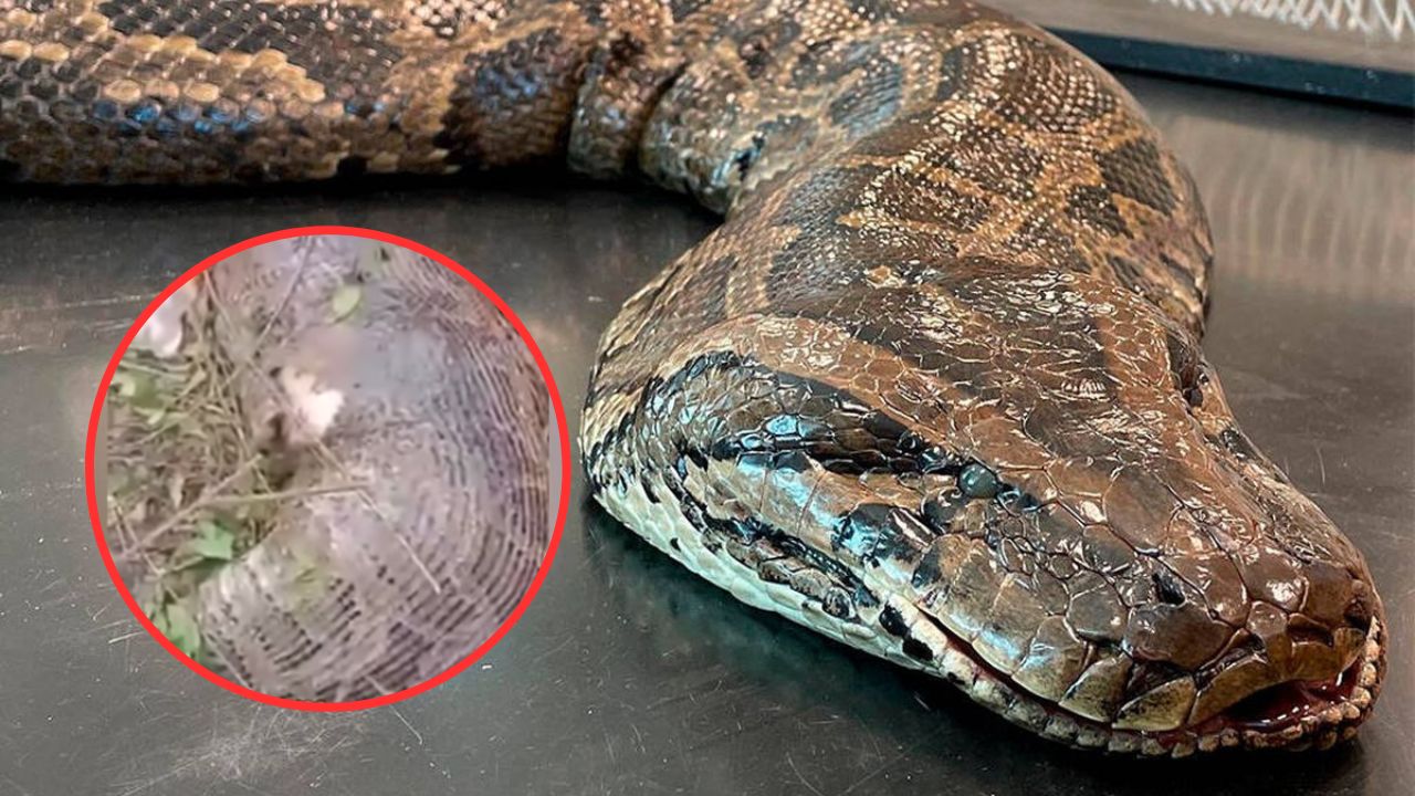 Graban serpiente que explotó por comerse una vaca entera Imagen de Graban serpiente que explotó por comerse una vaca entera