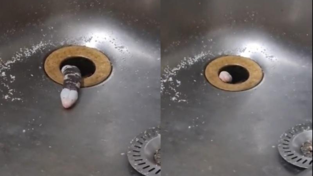 Imagen de VIDEO: Una criatura 'alienígena' se cuela por el lavaplatos de una casa y la dueña entra en pánico