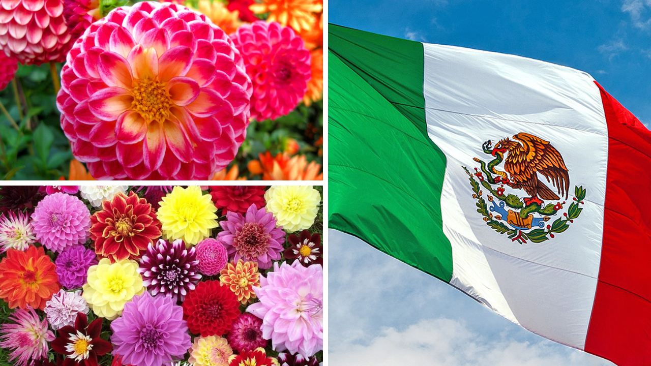 Imagen de Flor nacional de México, ¿cuál es, historia y su significado?