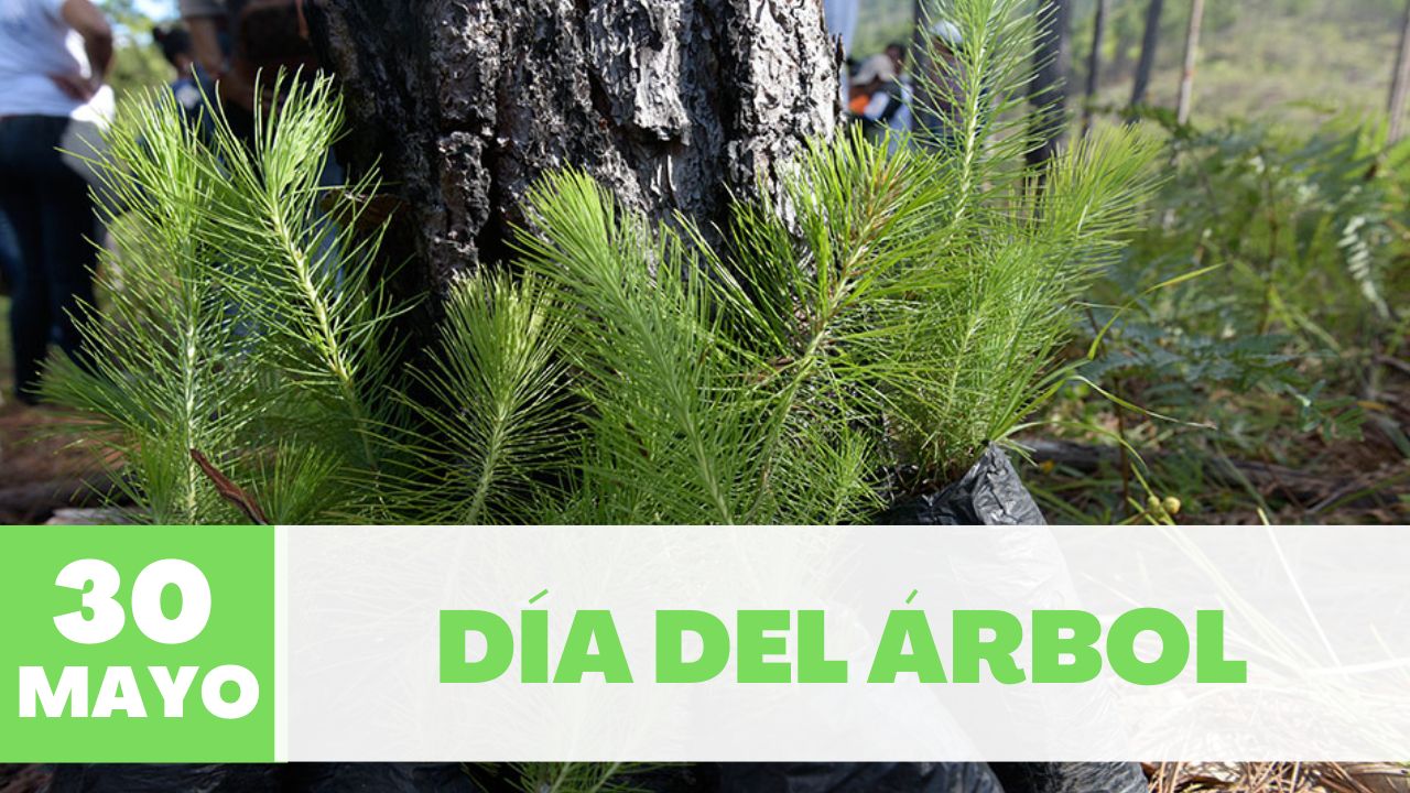 Imagen de Información del Día del Árbol en Honduras, ¿Por qué se celebra el 30 de mayo?