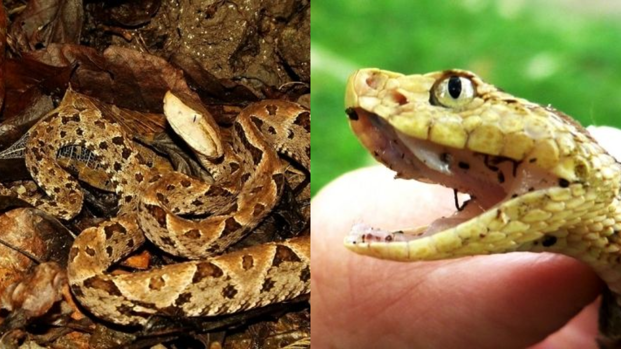 Barba Amarilla Honduras, una de las serpientes más venenosas del país Imagen de Barba Amarilla Honduras, una de las serpientes más venenosas del país