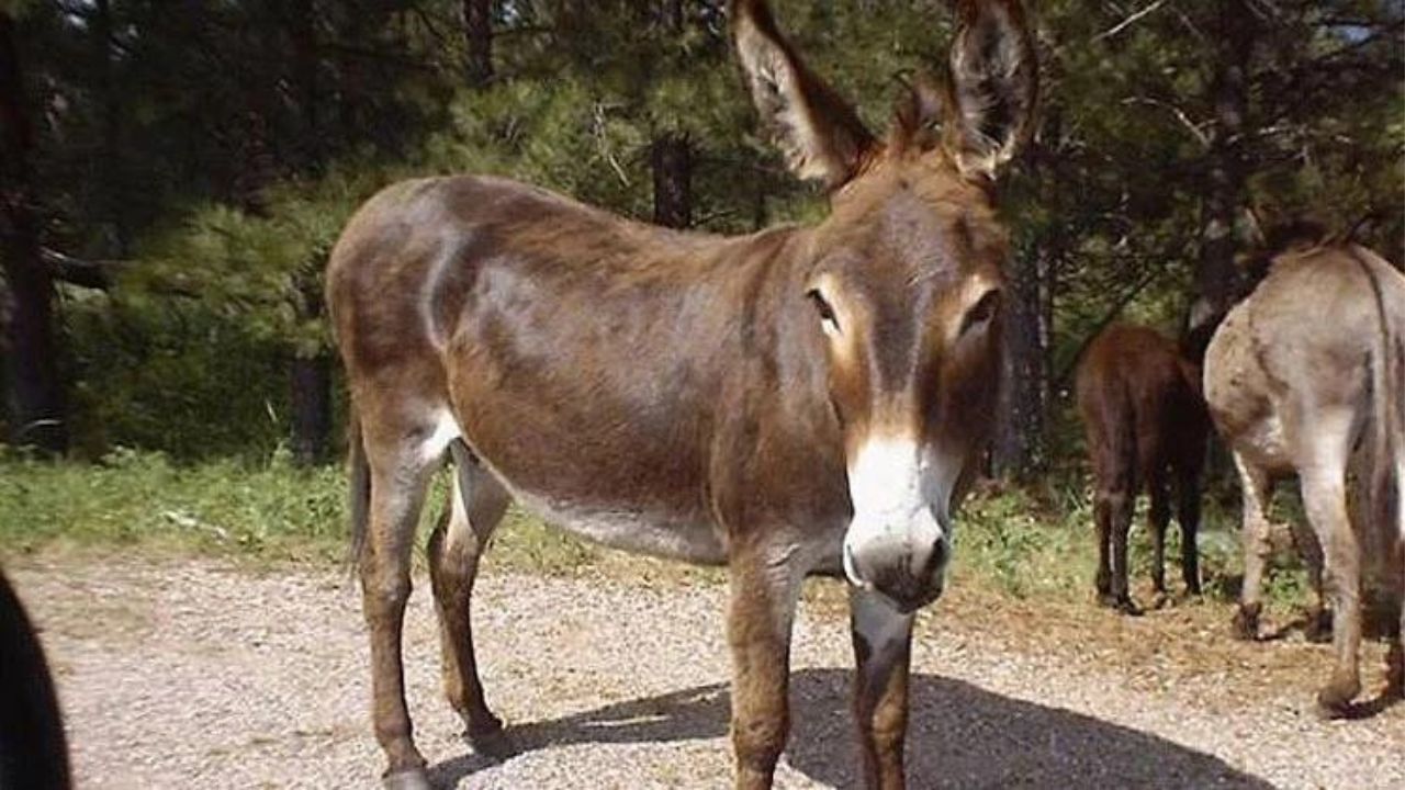 Imagen de Contrabando de burros: razón por la que se están extinguiendo