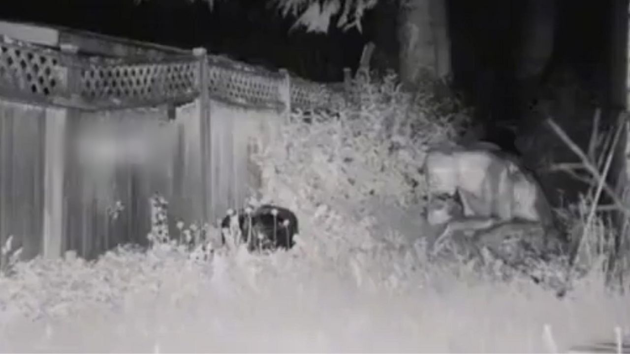 Imagen de VIDEO: Familia graba supuesto extraterrestre en Las Vegas, ¿es real?