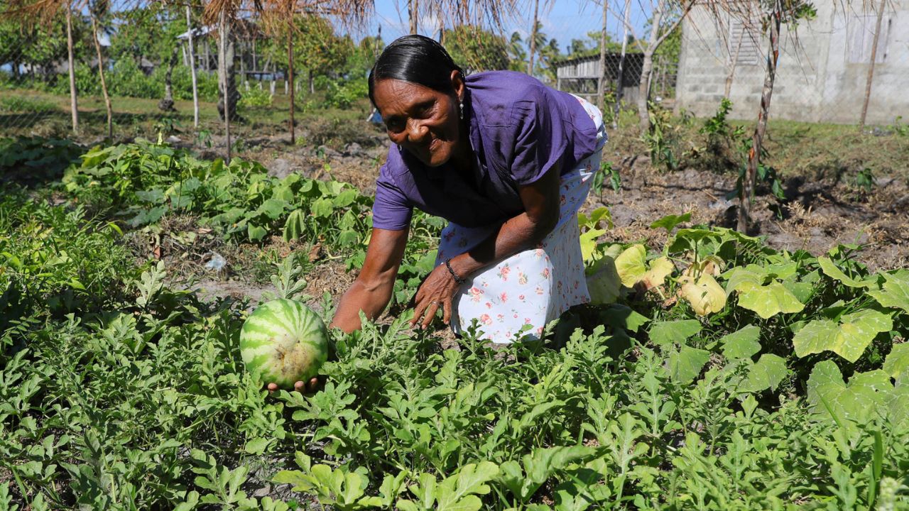 La Mosquitia: región de Honduras que mitiga pobreza con agricultura sostenible y ancestral Imagen de La Mosquitia: región de Honduras que mitiga pobreza con agricultura sostenible y ancestral