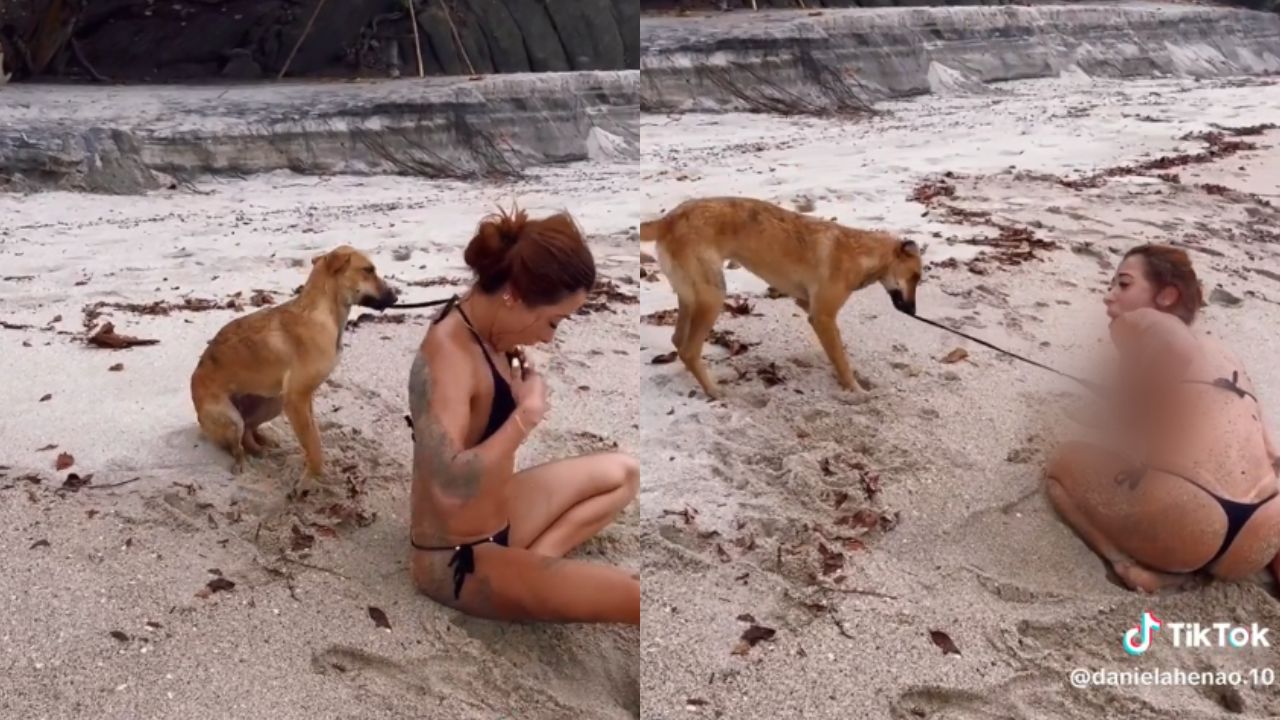 VIDEO: Perrita deja sin traje de baño a mujer en plena playa y se hace viral Imagen de VIDEO: Perrita deja sin traje de baño a mujer en plena playa y se hace viral