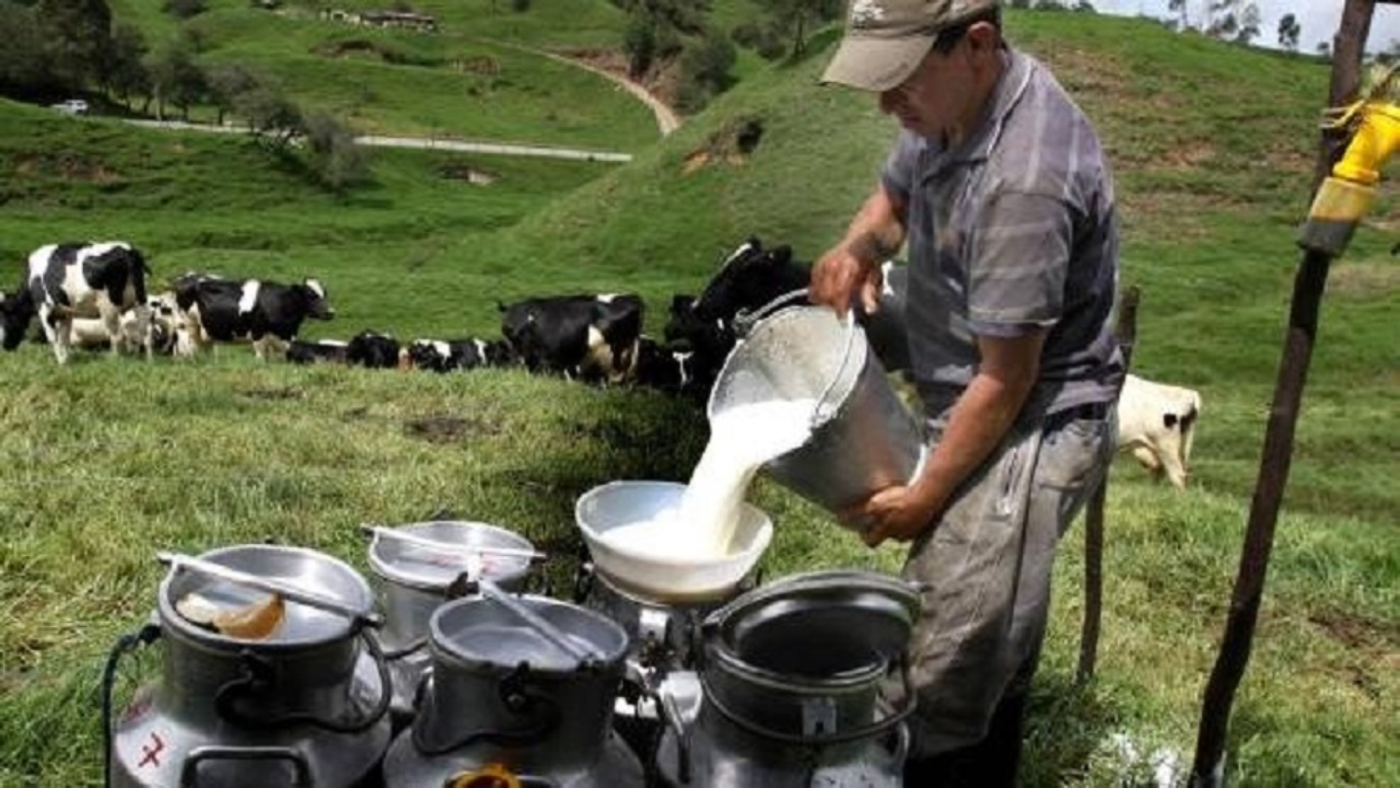 Imagen de Cuatro departamentos de Honduras buscan aumentar su producción actual de 43 millones de litros leche al año